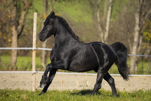 Friesian stallion in the pasture in autumn