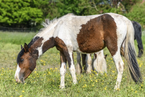 Irish cob horses in a pasture. Grazing in the French countryside in spring