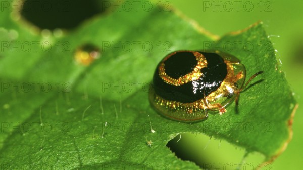 Scale Insect, Coccoidea, Hemiptera, Tropical Rainforest, Napo River Basin, Amazonia, Ecuador, America, South America