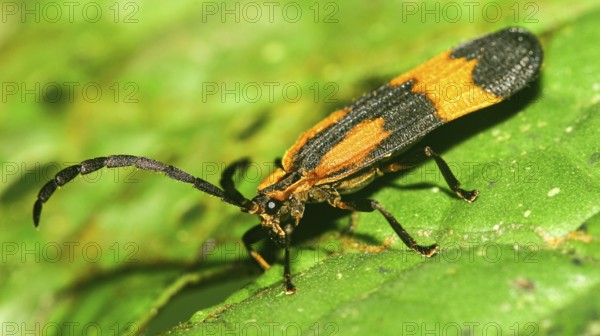 Tropical Butterfly, Tropical Rainforest, Napo River Basin, Amazonia, Ecuador, America, South America