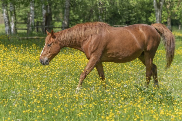 Horse in a green pasture filled with yellow buttercups. Bas-Rhin, Collectivite europeenne d'Alsace, Grand Est, France, Europe