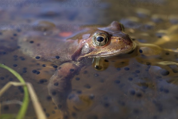 Common frog (Rana temporaria) on the nesting ground in early spring. Vosges, Alsace, France, Europe