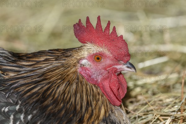 Farmyard rooster portrait with colorful plumage lying in the hay in the sun, free-range breeding in the open air. Bas-Rhin, Alsace, Grand Est, France, Europe