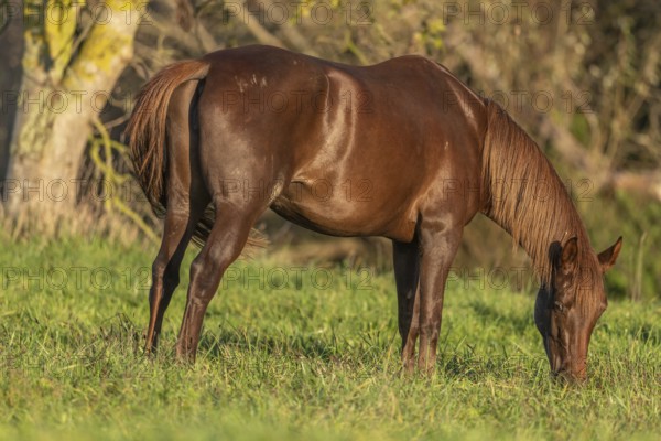 Horse portrait in a pasture in autumn. Alsace, France, Europe