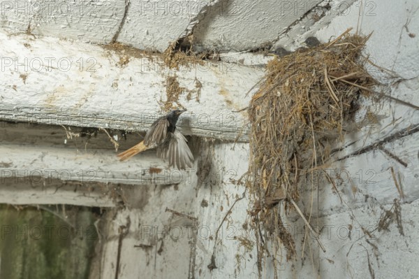 Black Redstart male (Phoenicurus ochruros) bringing food in flight to its chicks at nest. Alsace, France, Europe