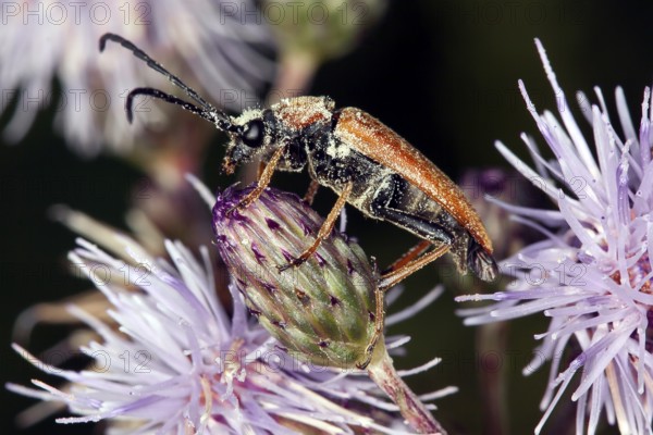 Leptura rubra, red-necked ram, longhorn beetle