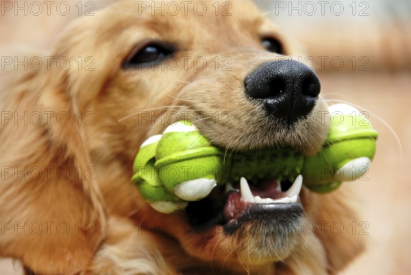 Golden Retriever young dog portrait with toy bone