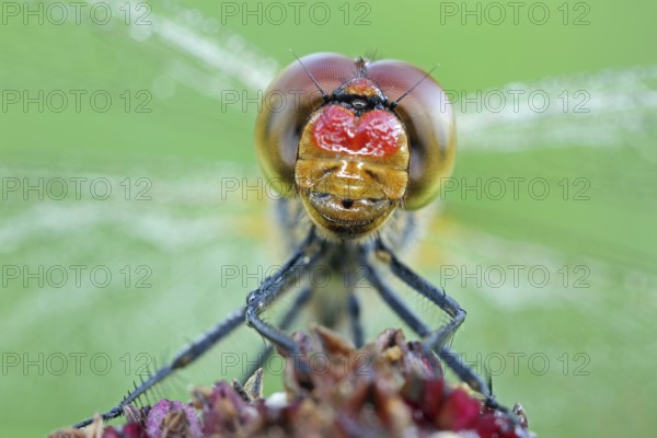 Vagrant darter, Sympetrum vulgatum