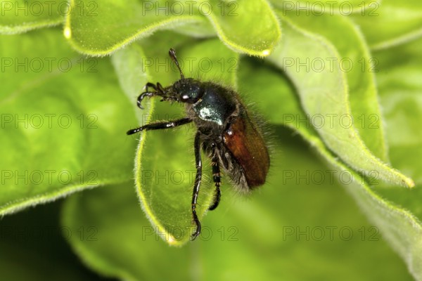 Phylloperta horticola, Garden Foliage Beetle, Garden Foliage Beetle