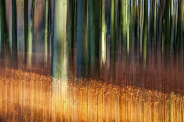 Motion background photo of an autumn forest as an abstract image with autumn colours. Motion background photo with autumn colours