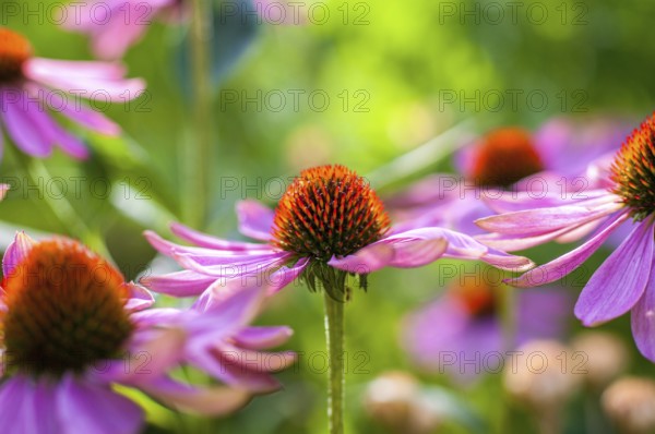 Macro shot of the diversity in the organic garden in midsummer in Germany. Summertime in the organic garden in Germany with beautiful plant