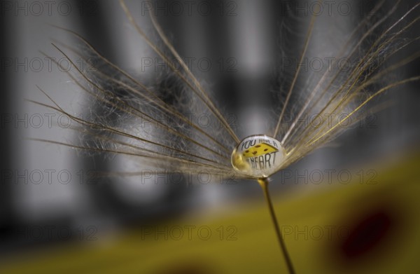 Dandelion, taraxacum, seeds with droplet of dew and sentence you have a heart. Macro, Selective focus