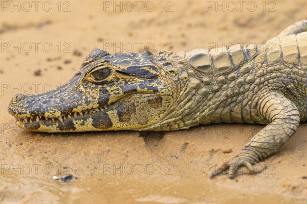 Spectacled caiman (Caiman crocodilus yacara), Crocodile (Alligatoridae), crocodile (Crocodylia), animal portrait, young animal, juvenile, Pantanal, inland, wetland, UNESCO Biosphere Reserve, World Heritage Site, wetland biotope, Mato Grosso, Brazil, South America