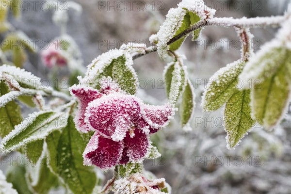 A selective focus shot of a frosted rosen covered with snow in the garden on a winter day