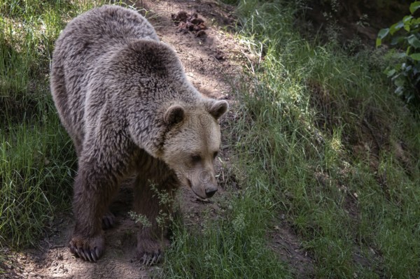 Brown bear (Ursus arctos) in the forest