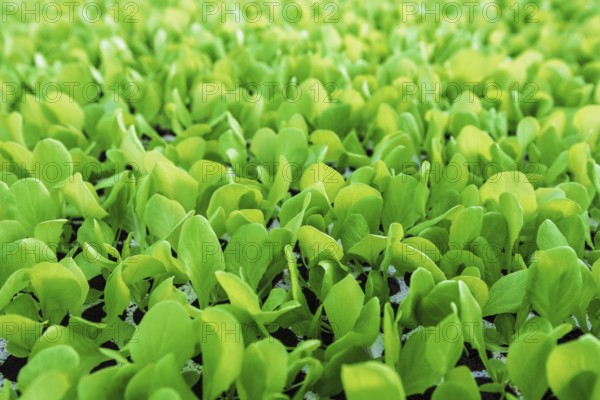 Lettuce seedlings, Green lettuce plants vegetable background. Lettuce farm