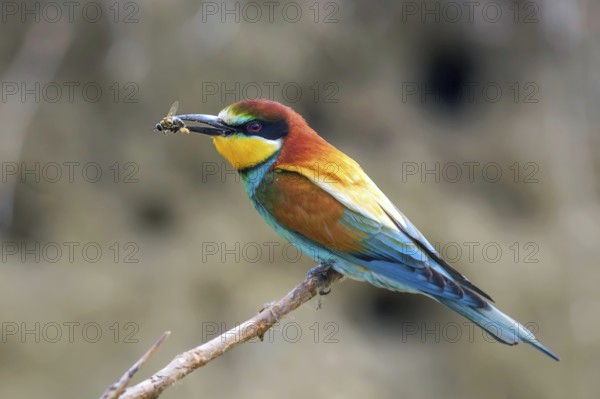 European Bee Eater (Merops Apiaster)