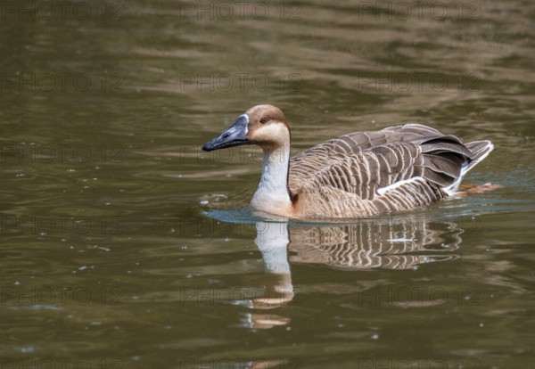 Swan Goose