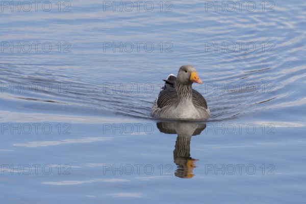 Greylag Goose, Fowlmere Reserve, Cambridgeshire, England, United Kingdom, Europe