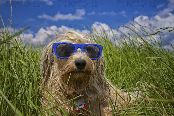 A wet dog lies completely relaxed with blue sunglasses in a meadow in the background a beautiful blue sky with a few clouds