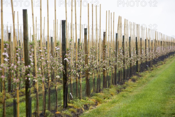Apple plantation, Altes Land, Lower Saxony, Germany, Europe
