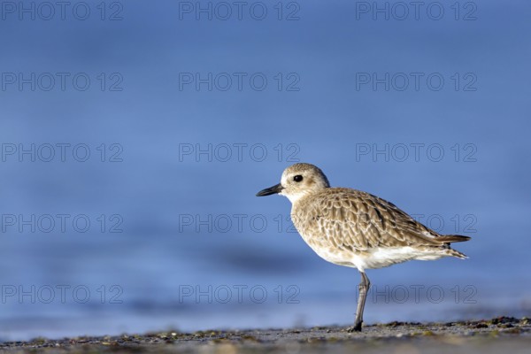 Little Ringed Plover, (Pluvialis squatarola), animal, animals, bird, birds, biotope, habitat, foraging, plover family, Arctic Tundra Barr Al Hikman, Ash Sharqiyah South, Oman, Asia