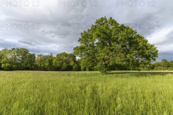 Large oak tree in a clearing in spring. France, Alsace