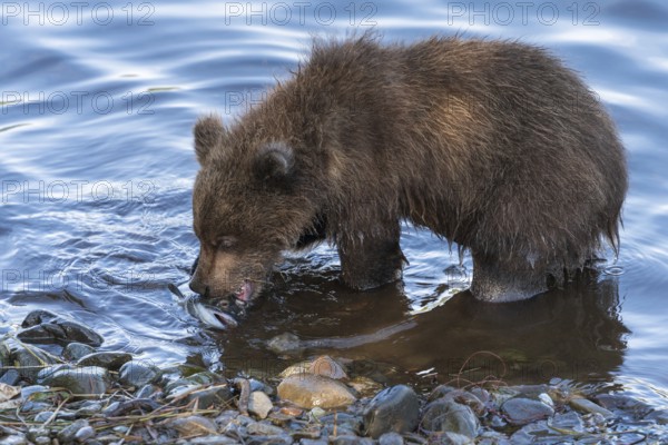 Cute brown bear cub eating caught red salmon fish standing on river bank. Wild animal child in natural habitat. Asia, Russian Far East, Kamchatka Krai