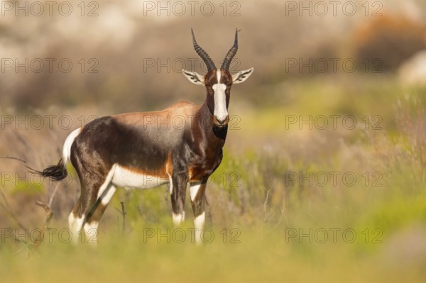 Bontebok, (Damaliscus pygargus), antelope, Table Mountain National Park Cape of Good Hope Nature Reserve, Cape Town, Western Cape, South Africa, Africa