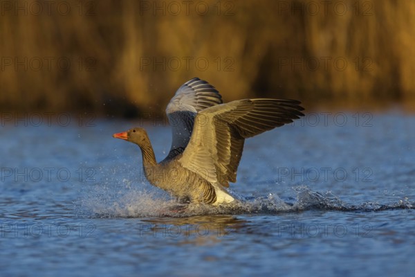 Greylag goose, Anser Anser, flight photo, sideways, landing in the water, Wagbachniederung, Baden-W¸rttemberg, Germany, Europe