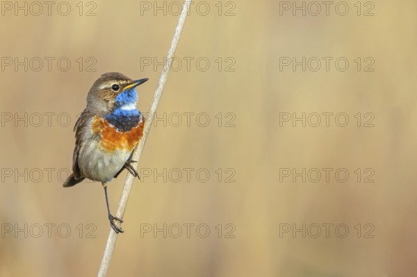 White-throated bluethroat (Luscinia svecica), Luscinia svecicus, Hockenheim, Baden-Württemberg, Germany, Europe