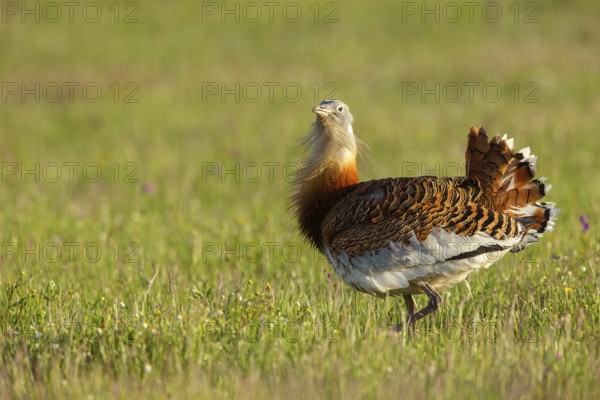 Great bustard (Otis tarda), Outarde barbue, Avutarda Común, Spain, Toledo, Hides De Calera / Great Bustard, Calera Y Chozas, Castilla La Mancha / Toledo, Spain, Europe