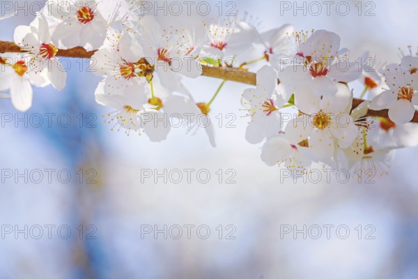 Close up view on blossoming branch of cherry tree instagram stile