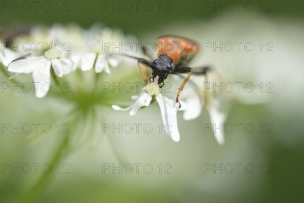 Longhorn beetle on a flower