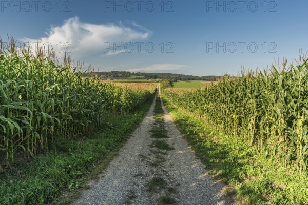 A country lane leads through corn fields, landscape in the Swiss canton of Thurgau in summer, Switzerland, Europe