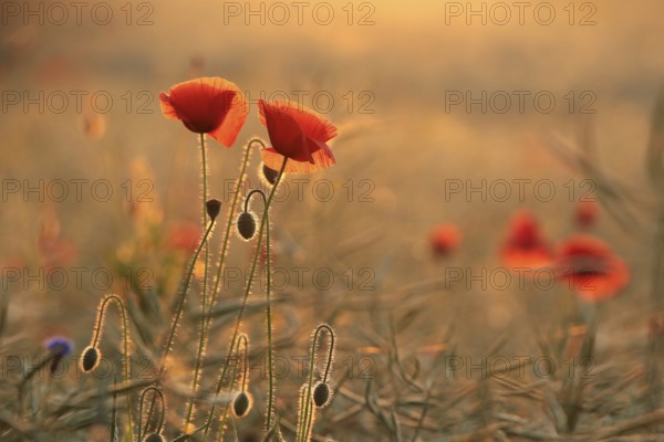 Poppies in the field at sunrise