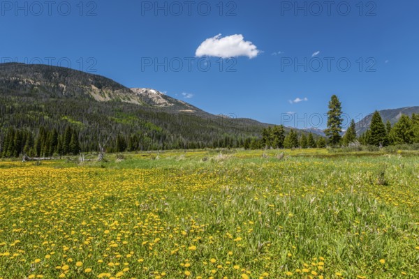 The hiking trail to Never Summer Ranch in the Rocky Mountains National Park in the USA. In summer with blooming meadows. Hiking to the Never Summer Ranch in the Rocky Mountains National Park with blooming meadows