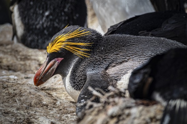 Golden crested penguin (Eudyptes chrysolophus), also macaroni penguin, Pebble Island, Falkland Islands, Great Britain, South Atlantic, South America