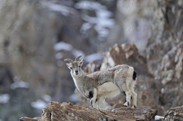 Bharal or Himalayan blue sheep or naur, Pseudois nayaur, at a rocky ledge in Hemis national park, Ladakh, India, Asia