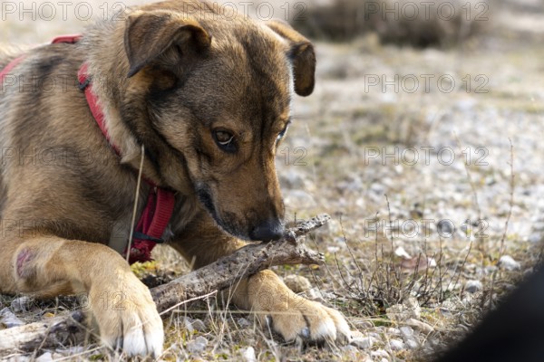 Portrait of a dog lying in nature with a stick watching and protecting the stick from being taken away from him