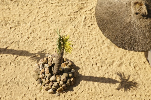 Aerial view and top view of a sandy beach with a parasol and a palm tree