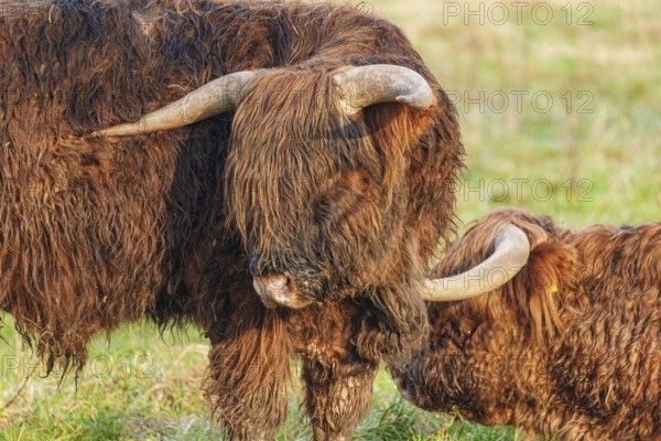 Two Highland cattle standing close together in the meadow, Velen, Münsterland, North Rhine-Westphalia, Germany, Europe