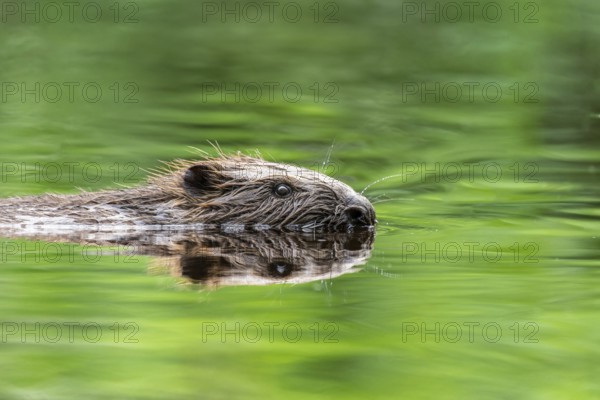 Eurasian beaver (Castor fibre) swimming in the green reflecting forest lake, Schlüchtsee, Black Forest, Germany, Europe