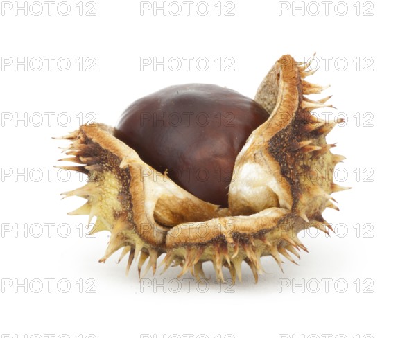 Chestnuts with shell white isolated