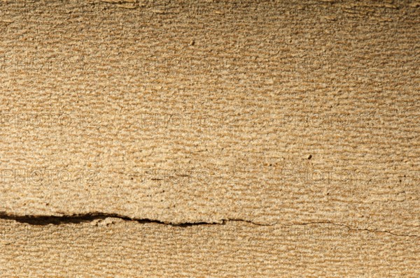 Tree crust close up for background