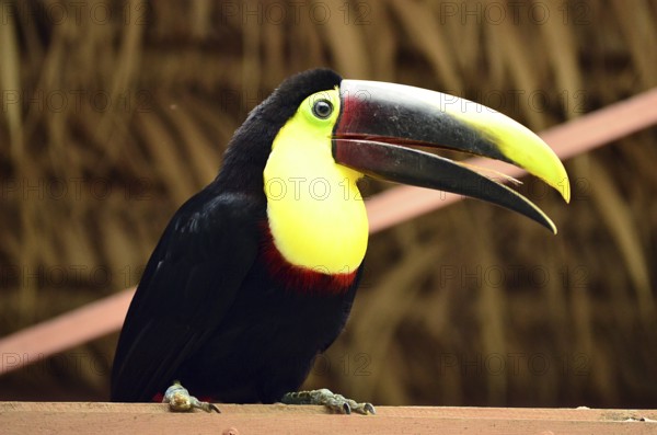 Toucan, Costa Rica, Central America