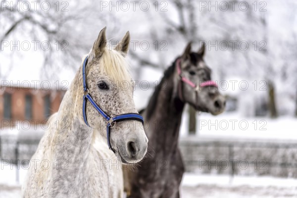 White horse in a paddock on a farm in eastern Poland in Europe