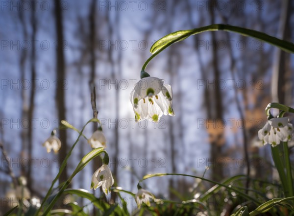Spring snowflake (Leucojum vernum), spring knot flower, Amaryllis family (Amaryllidaceae), blooming in Oderwald, Heiningen, Lower Saxony, Germany, Europe