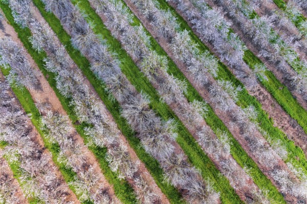 Shooting from a drone, from a bird's eye view. Huge flowering almond grove. Israel. Trees blooming with pink flowers, planted between grass strips. Beautiful sunny spring day