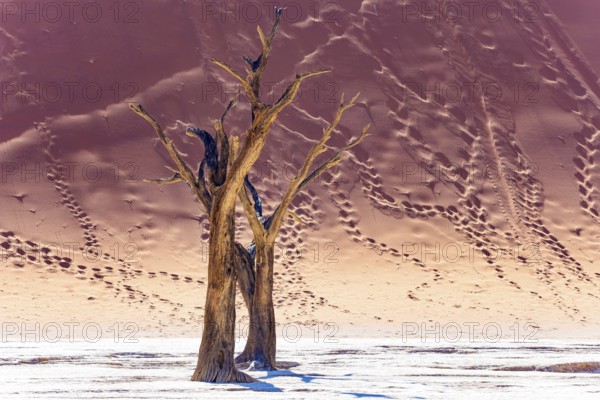 The slopes of the giant dune are covered with footprints of tourists. Namib Desert. The bottom of the dried lake and the petrified remains of ancient trees. Deadvlei
